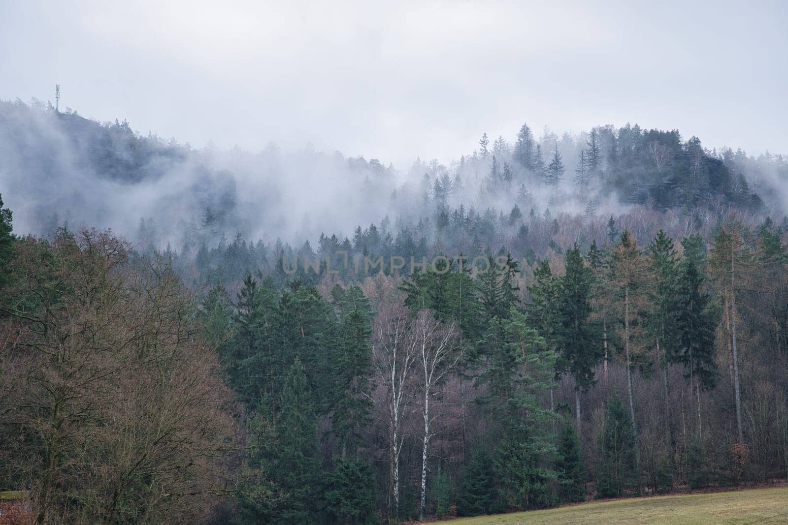 Foggy forest on a mountain in the Elbe Sandstone Mountains. Gloomy atmosphere between fir trees. Landscape from Germany