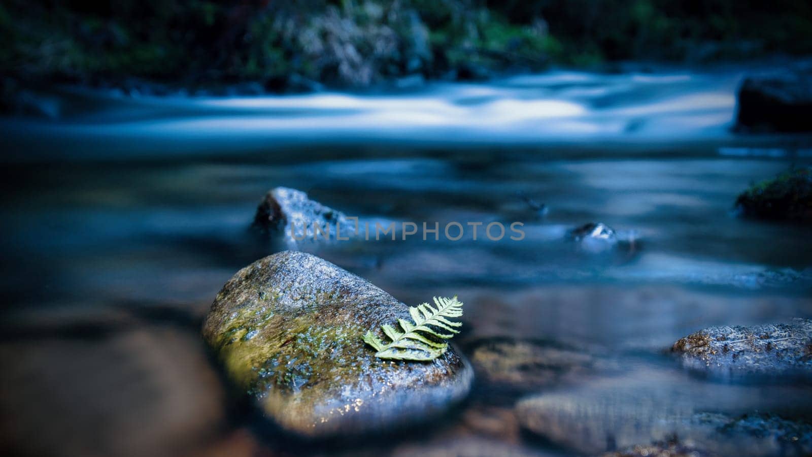 Long exposure of a river, stones with fern leaf in the foreground. Forest in the background. Picturesque nature