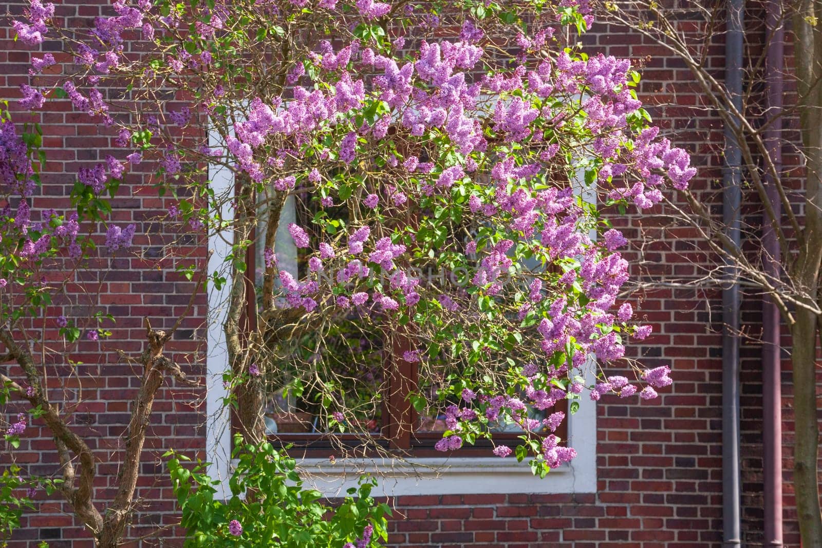 Window on a brick residential building in spring with lilac blossom, Bremen, Germany