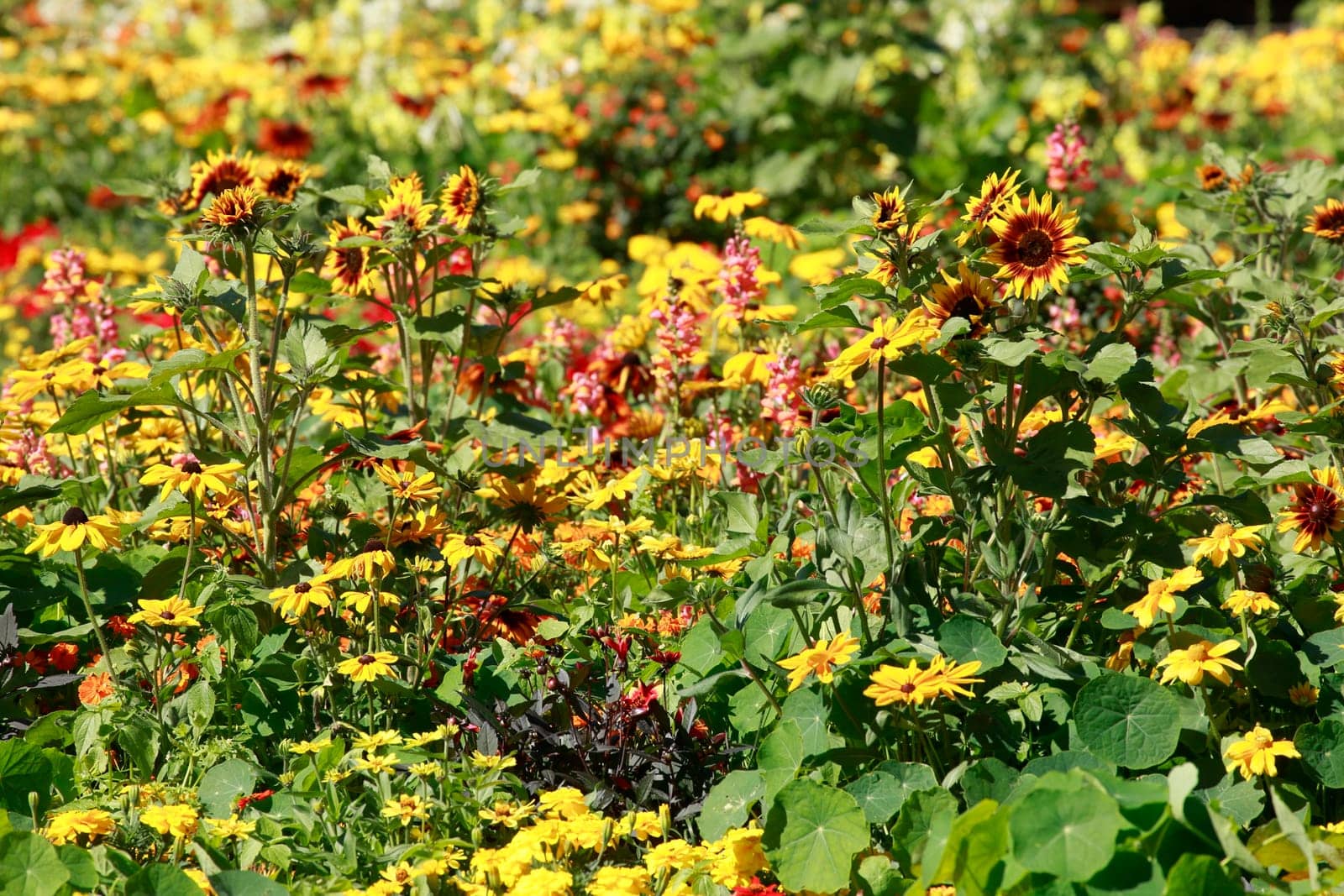 Blooming colorful summer flowers, flower bed, Germany