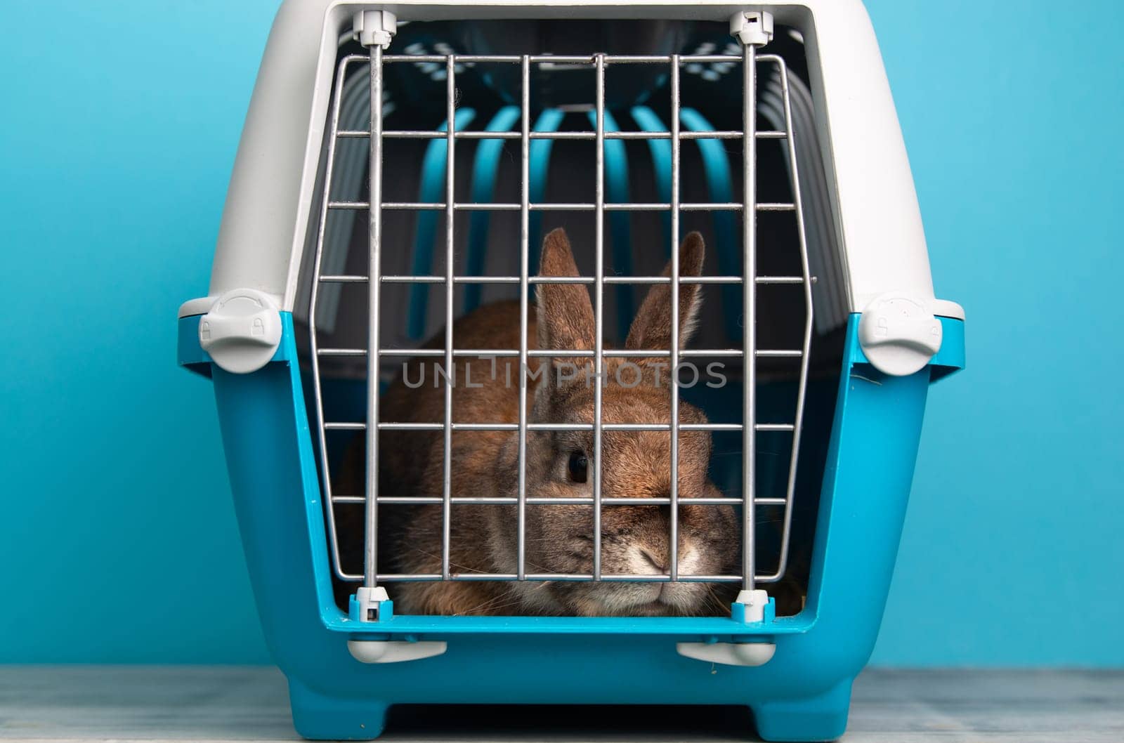 Rabbit in a transport box, pet locked in a cage, taking care of domestic animal, vacation or appointment at a vet doctor