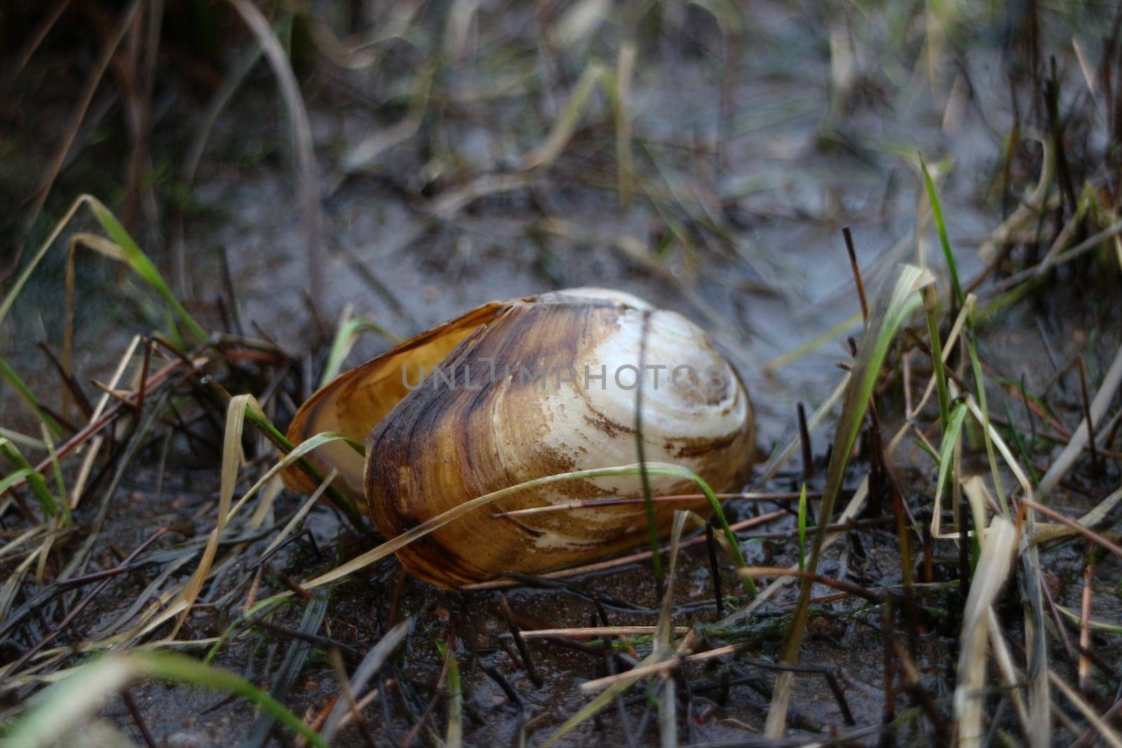 Opened clam shell, mussel close up, blurred background