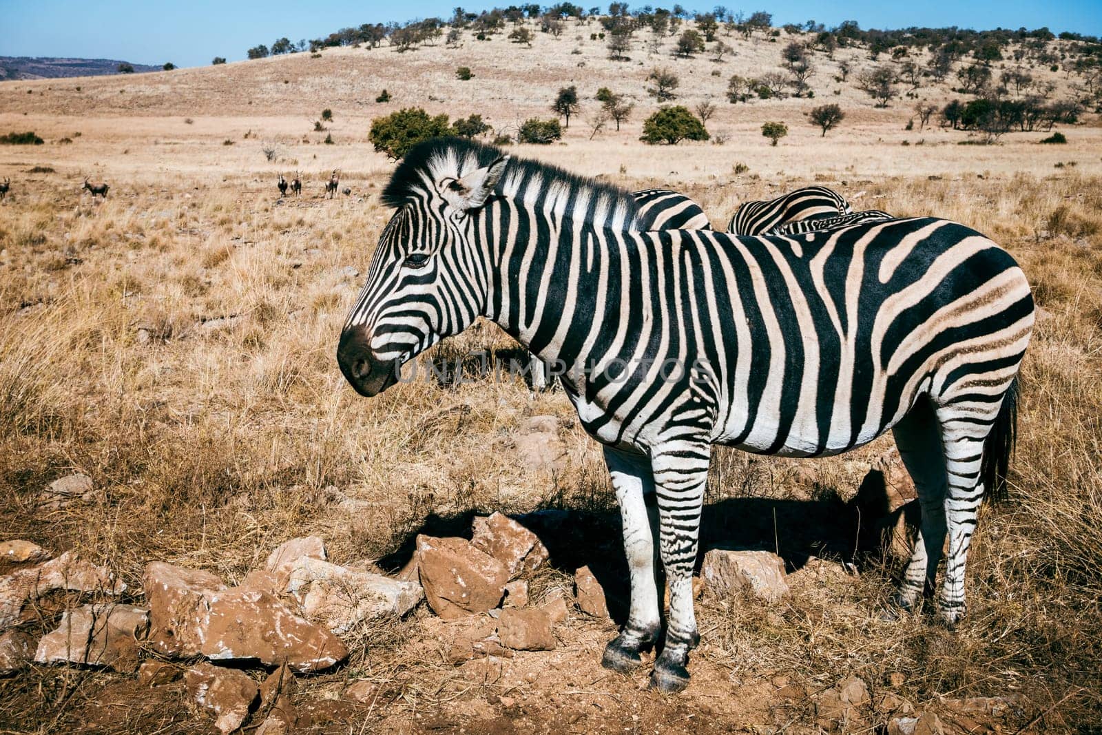 Zebra in its natural habitat in a wildlife preserve area in Gauteng province of South Africa