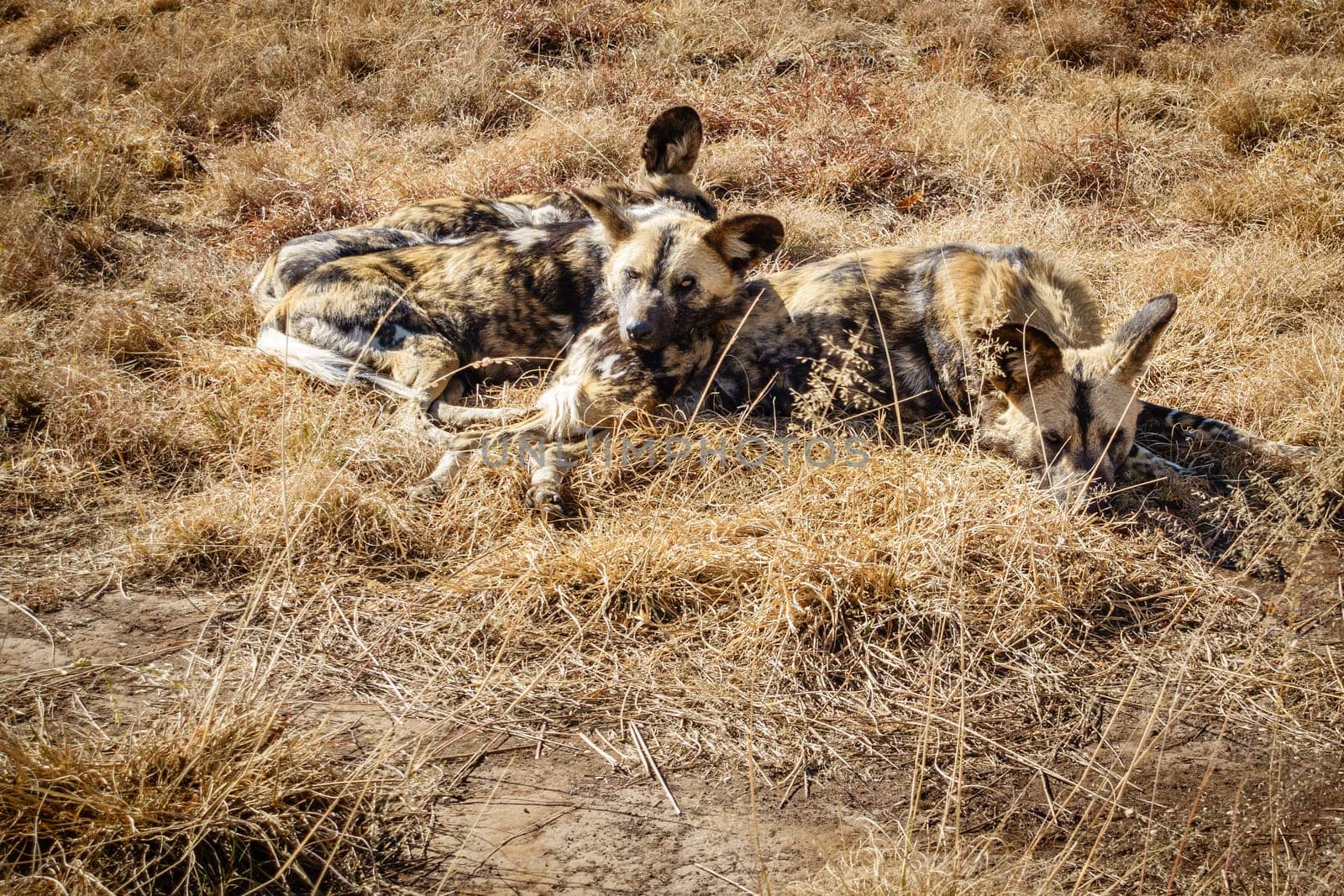 African wild dogs resting in their natural habitat in a wildlife preserve area in Gauteng province of South Africa