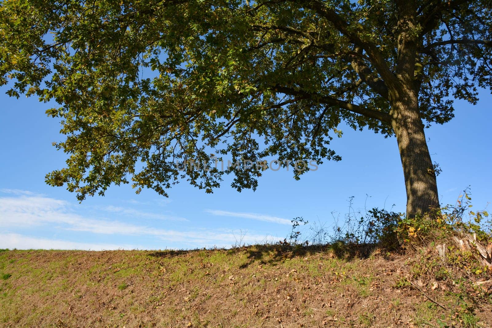 A tree in a dry meadow with a blue sky