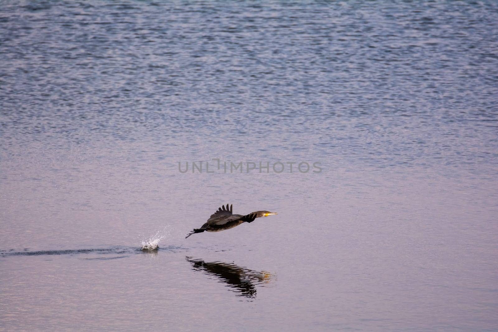 A cormorant (Phalacrocoracidae) flies close over the water