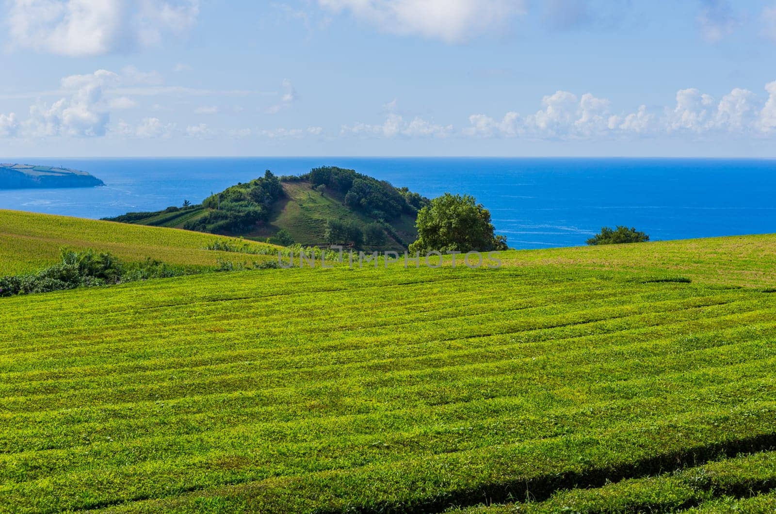 Tea plantation rows of Gorreana tea factory Cha Gorreana. The oldest, and only, tea plantation in Europe, Sao Miguel island, Azores, Portugal