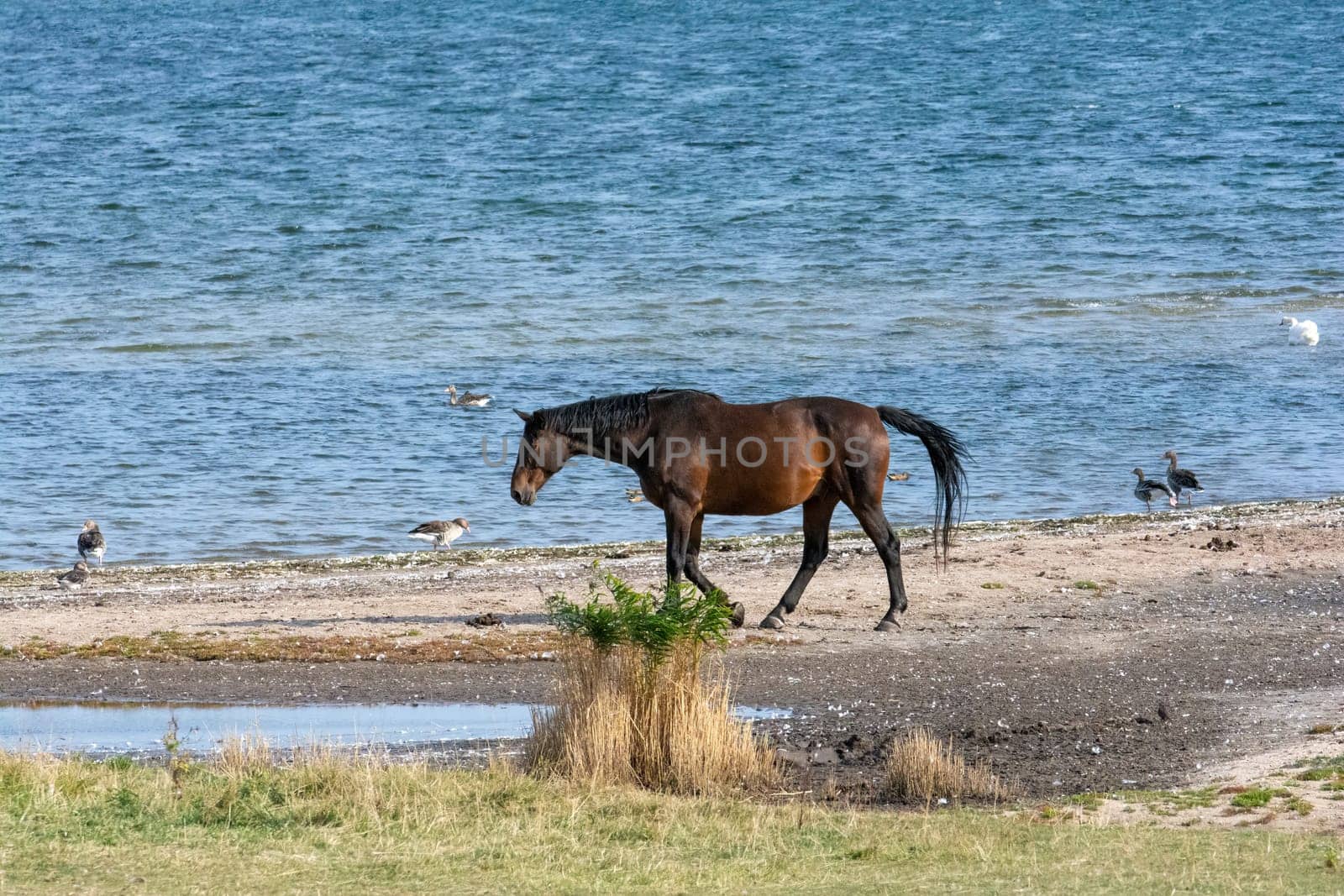 A horse in the pasture on the shore of a lake