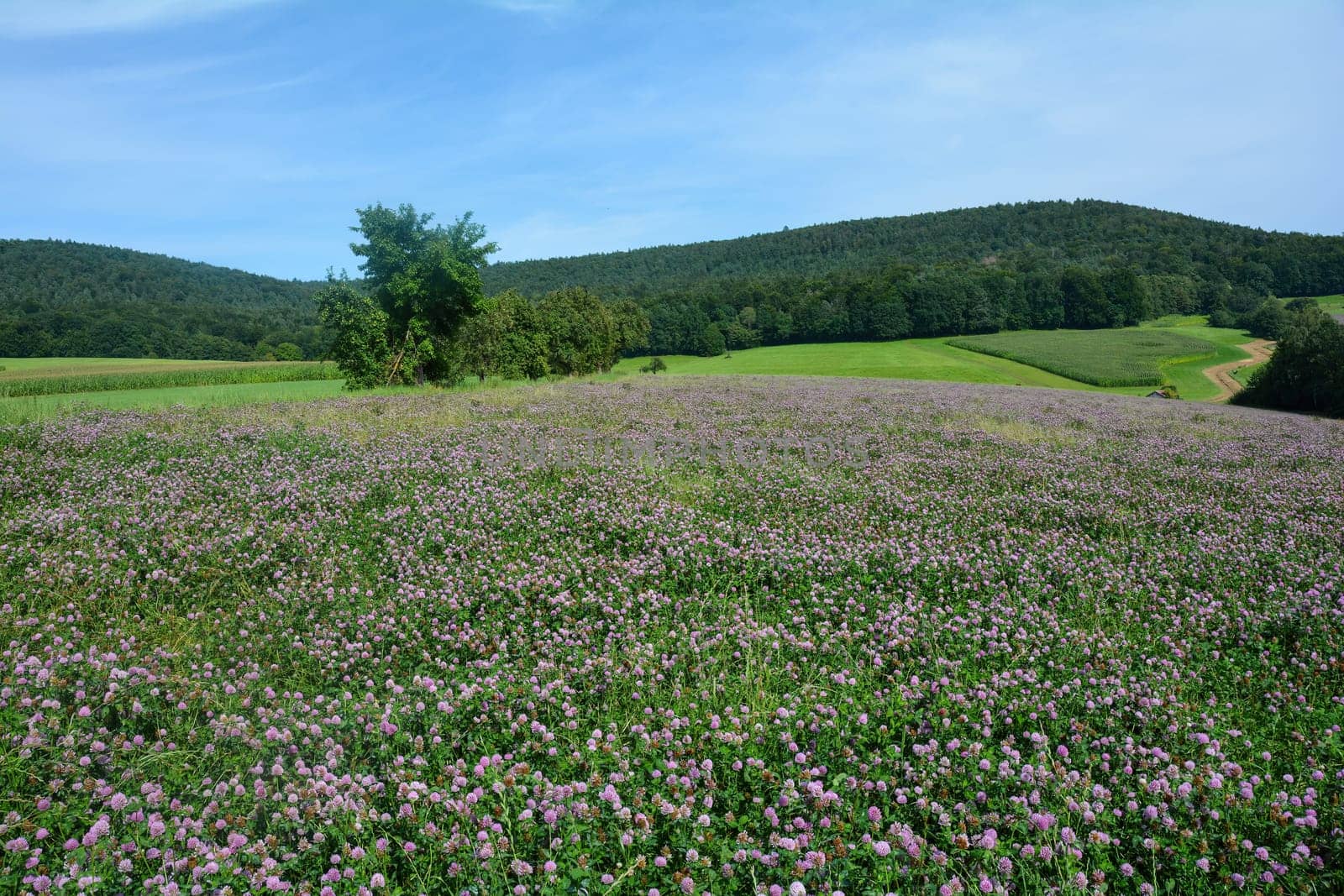 Meadow clover (Trifolium pratense) field with many flowers in green nature in front of a forest