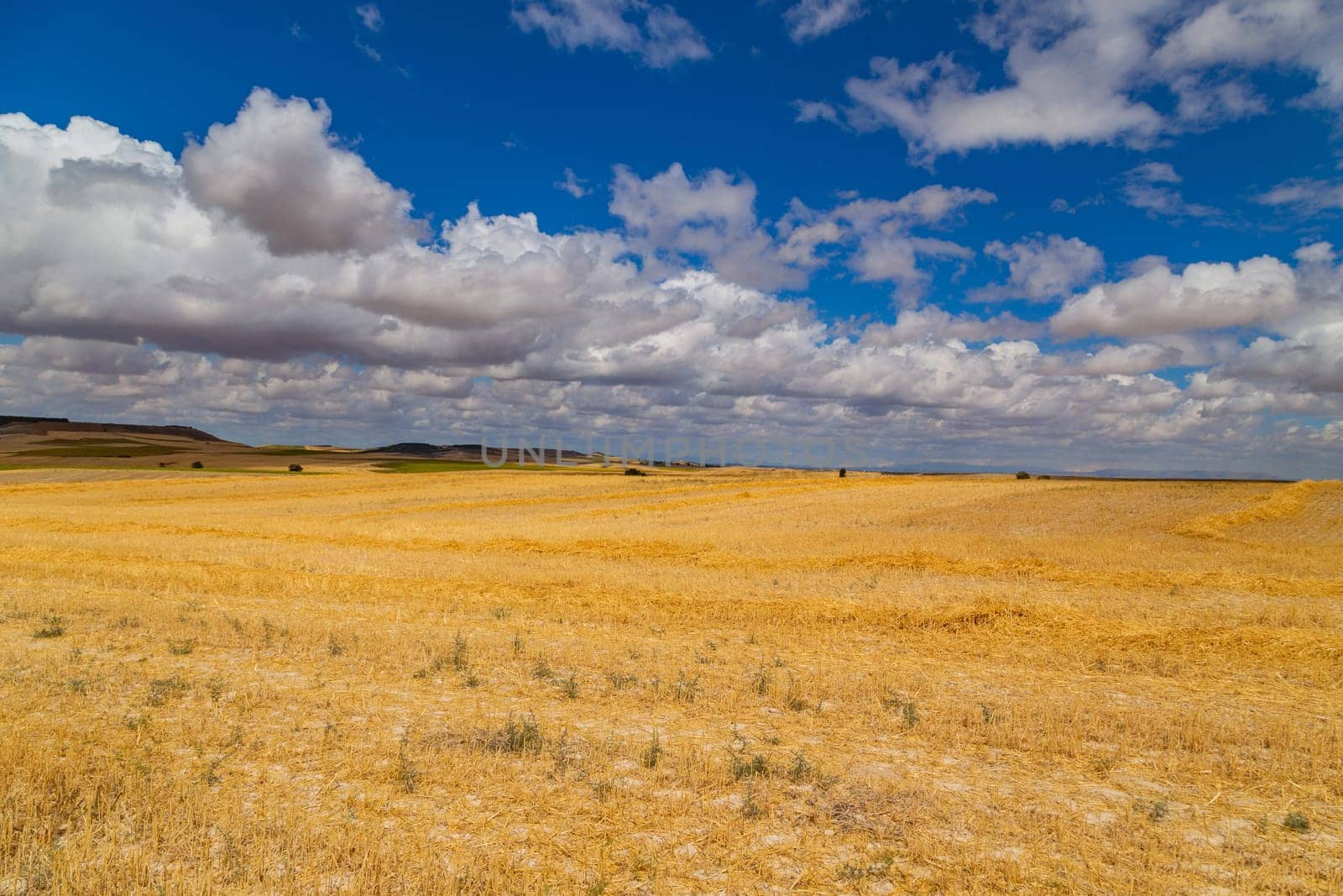 view of a crop field in the north of Spain