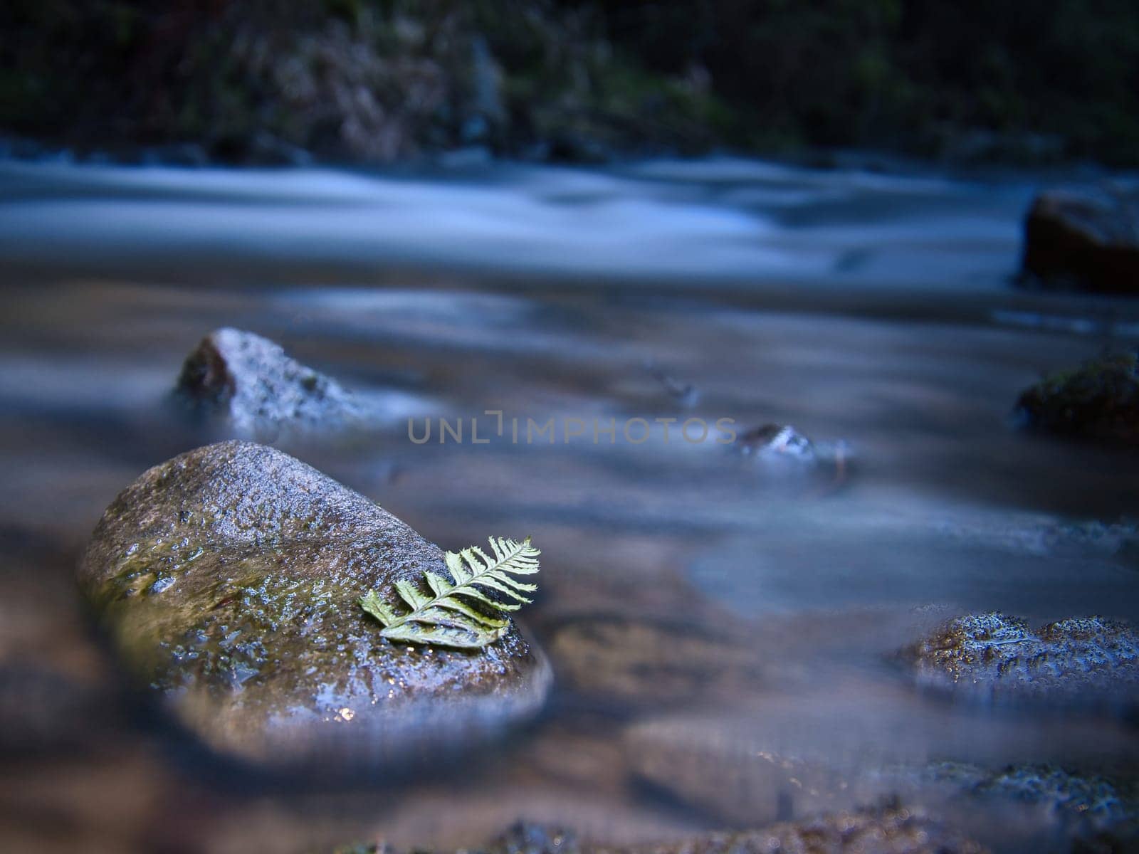 Long exposure of a river, stones with fern leaf in the foreground. Forest in the background. Picturesque nature