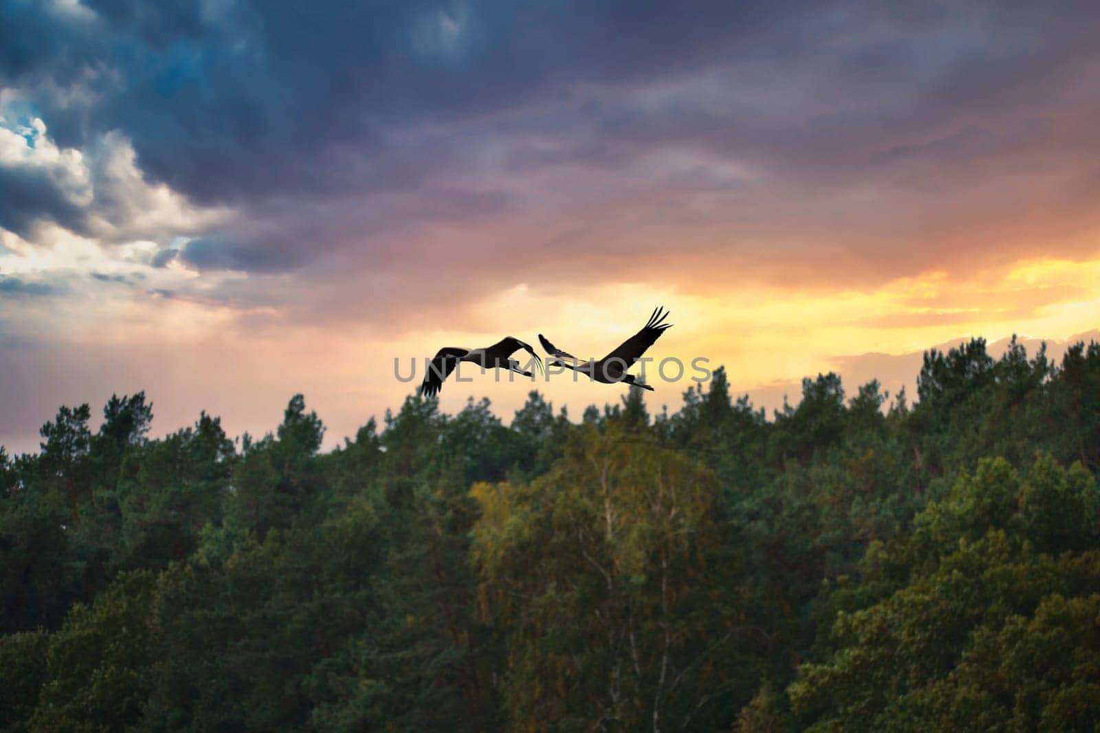 Cranes fly over trees in a forest at sunset. Migratory birds on the Darss. Wildlife photo of birds from nature at the Baltic Sea.