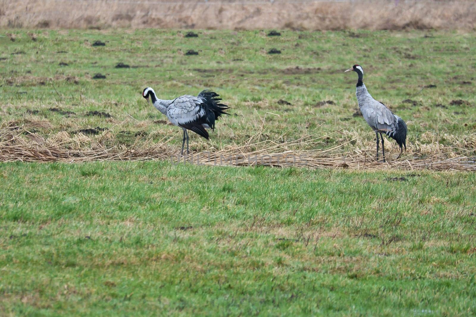 Cranes on a damp meadow. Wild birds foraging in the wild. Migratory birds in Germany