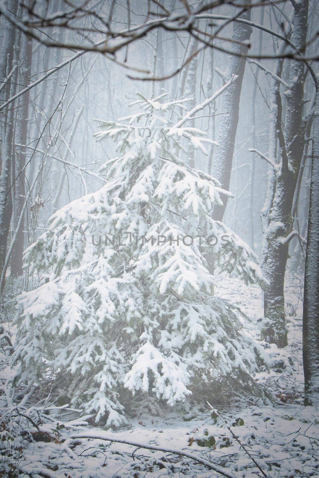 Snow-covered fir tree in a winter forest with snow. Coniferous forest covered in snow and frost. Landscape shot from the forest