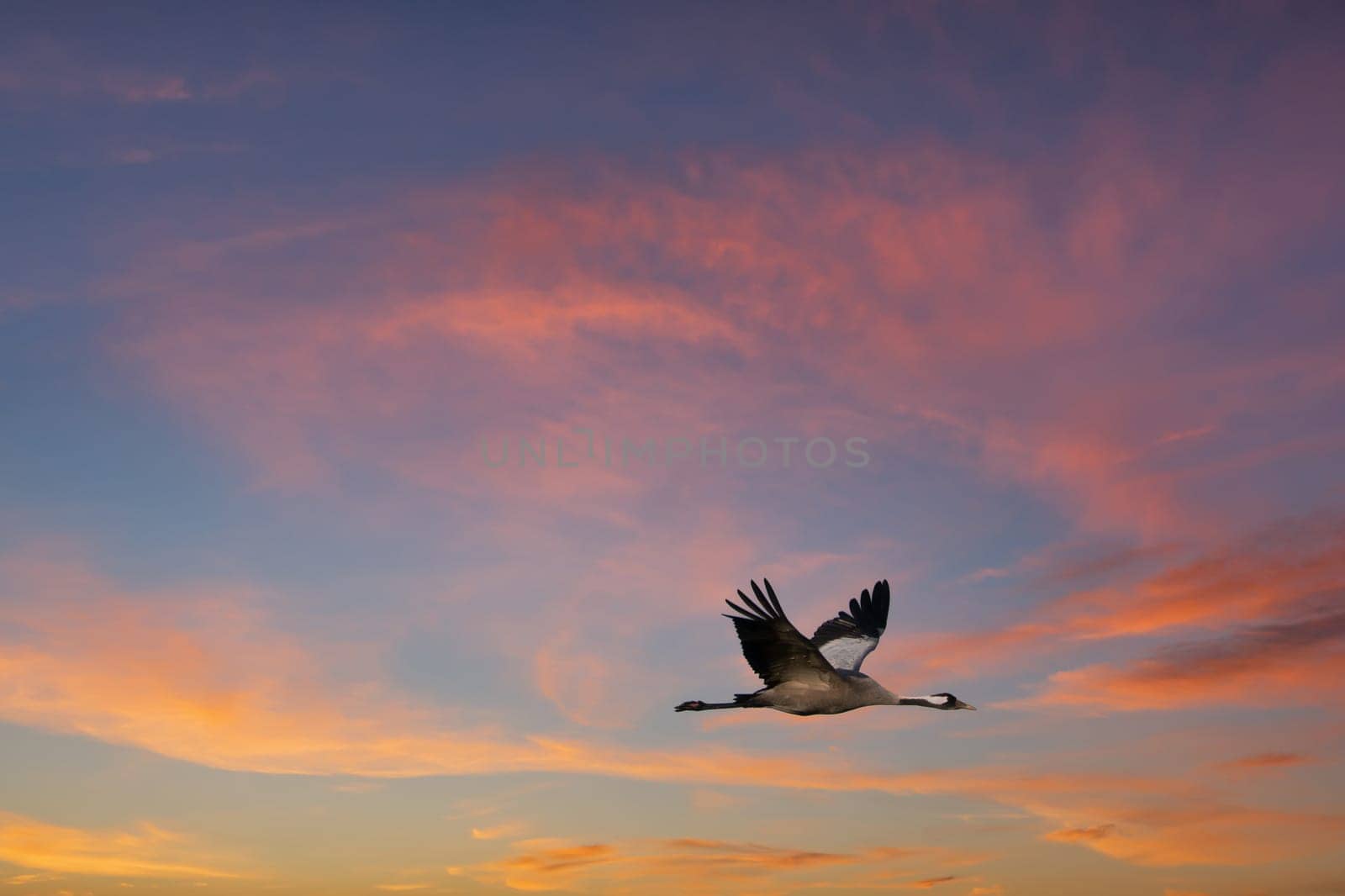 Cranes fly in the sky at sunset. Migratory birds on the Darss. Wildlife photo from nature in Germany