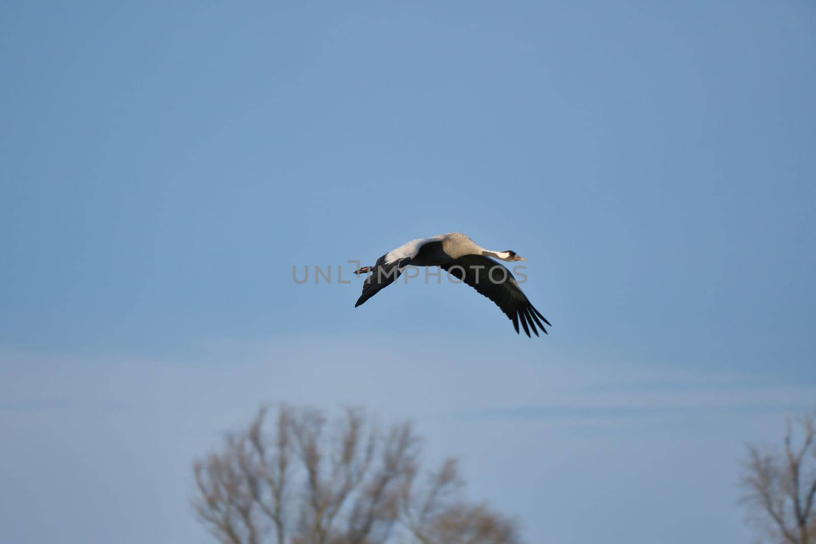 Cranes fly in the blue sky in front of trees. Migratory birds on the Darss. Wildlife photo from nature in Germany