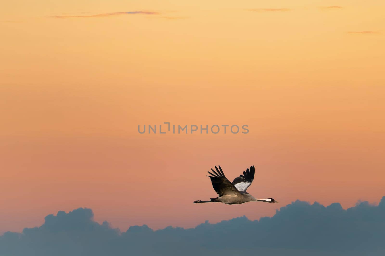 Cranes fly in the sky at sunset. Migratory birds on the Darss. Wildlife photo from nature in Germany