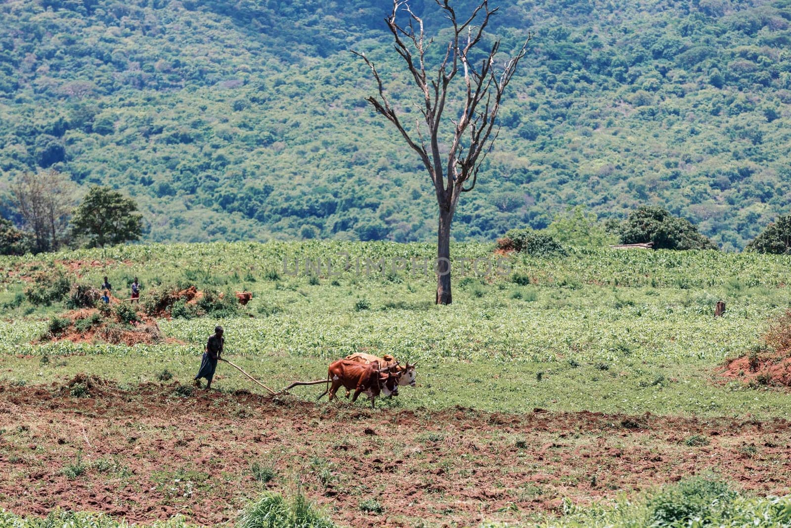 Southern Nations Region, Ethiopia - May 10, 2019: Unknown poor Ethiopian farmer cultivates a field with a traditional primitive wooden plow pulled by cows and oxen to cultivate a field.