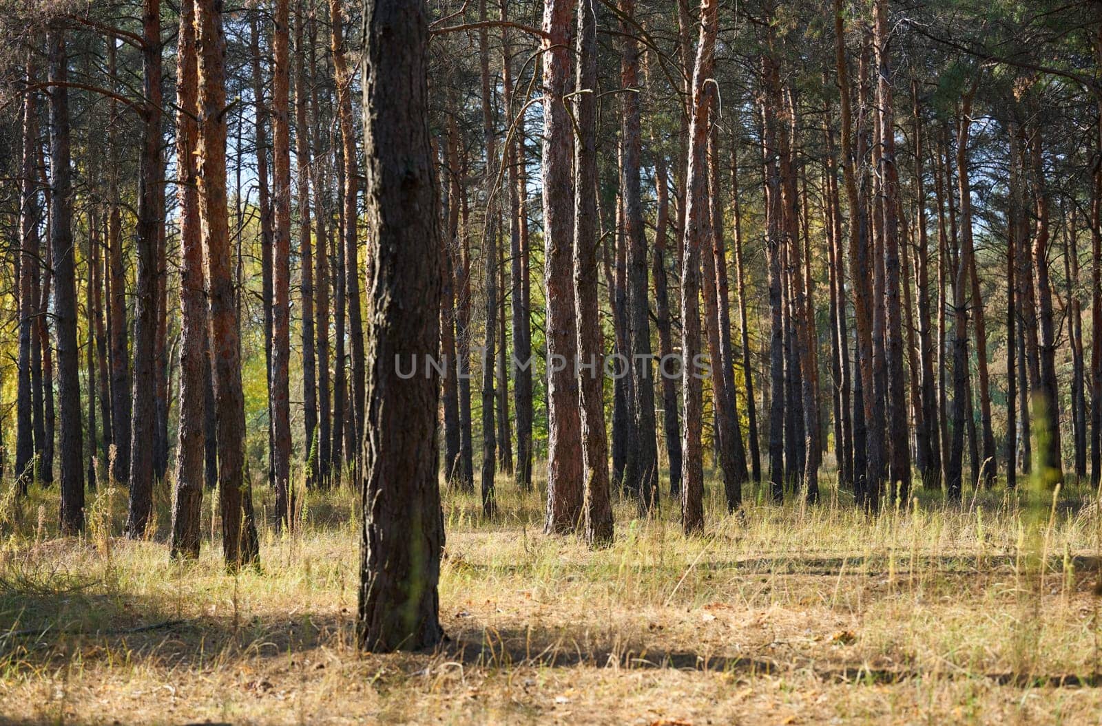 Dense pine forest on a summer day, Kherson region, Ukraine