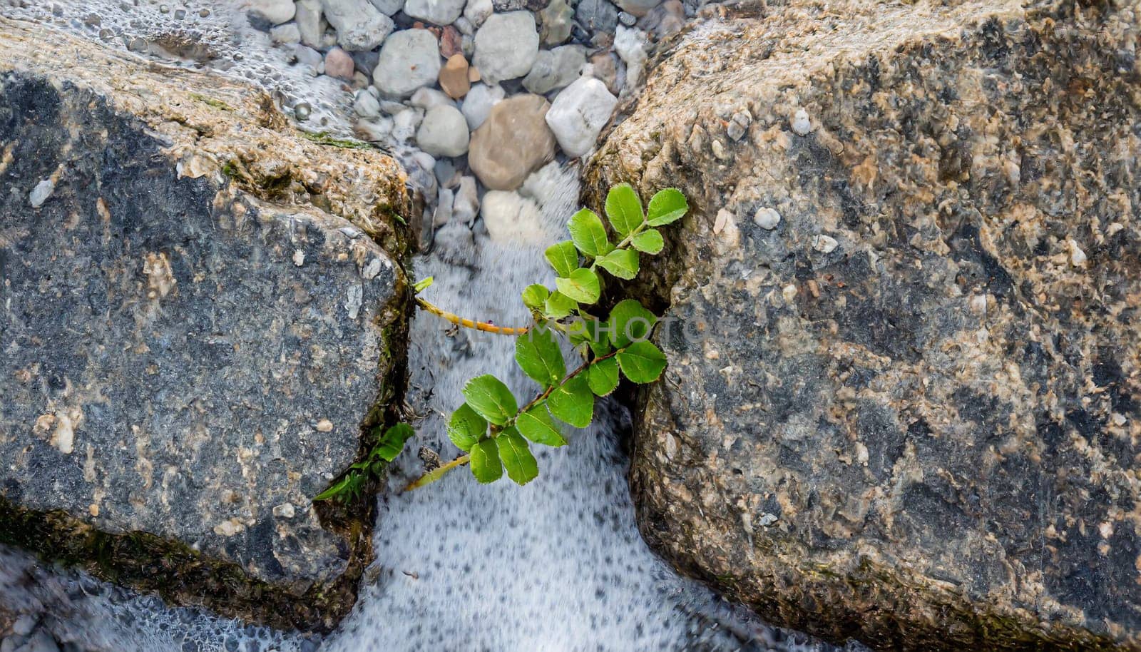 Plant growing from crack in asphalt