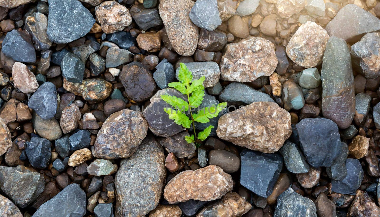Plant growing from crack in asphalt