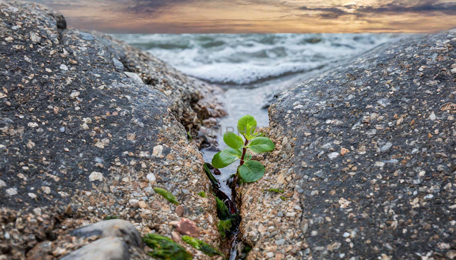 Plant growing from crack in asphalt