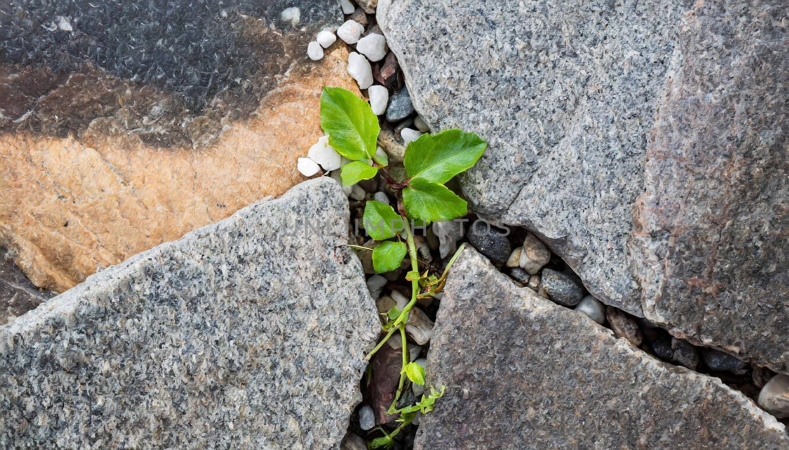 Plant growing from crack in asphalt