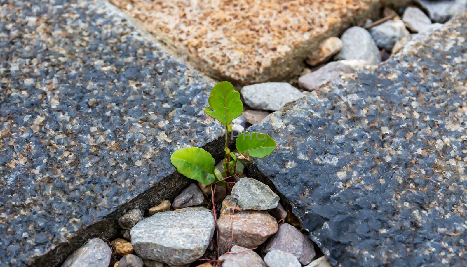 Plant growing from crack in asphalt