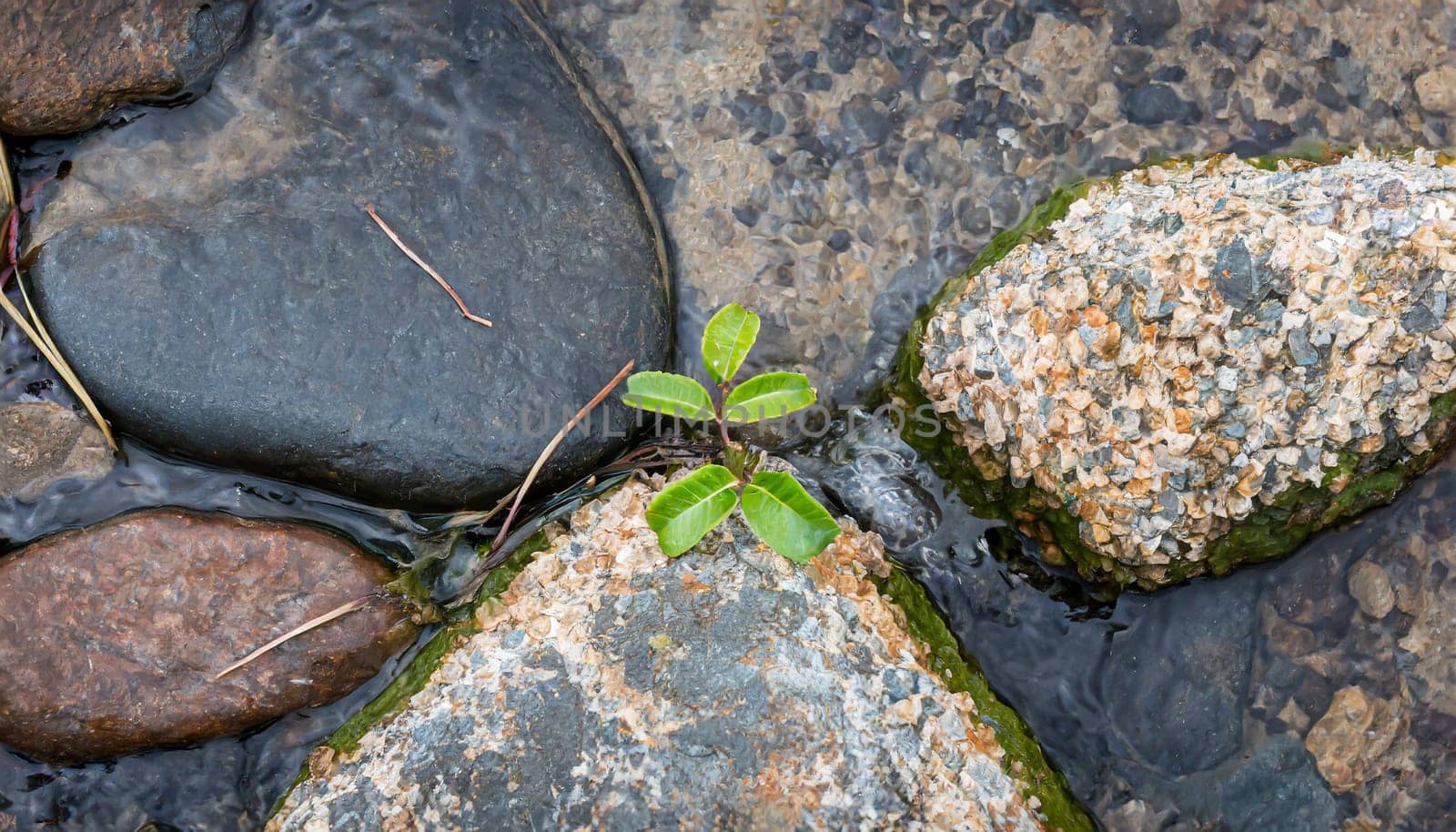 Plant growing from crack in asphalt
