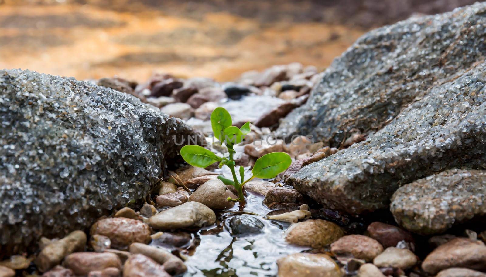 Plant growing from crack in asphalt