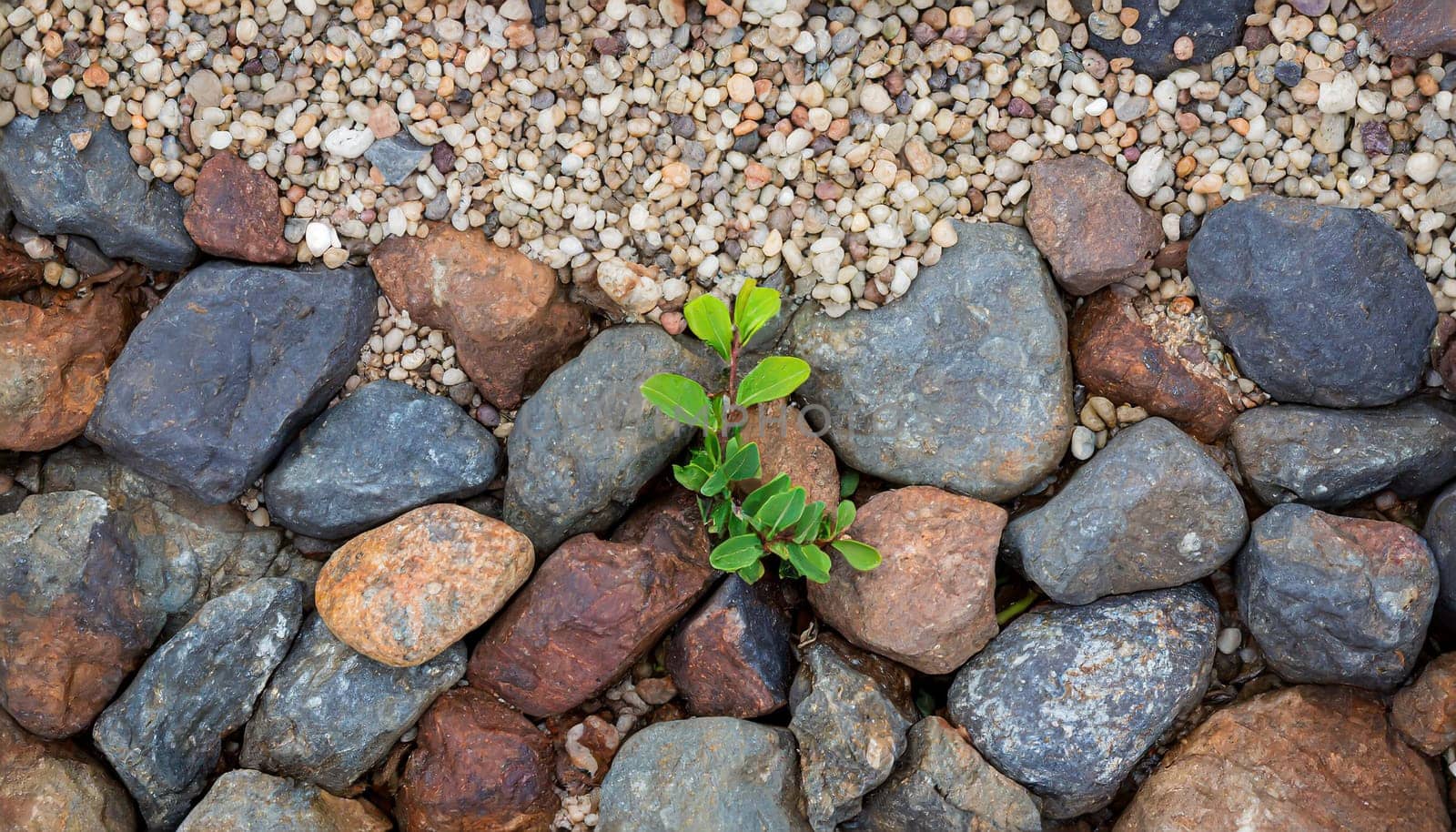 Plant growing from crack in asphalt