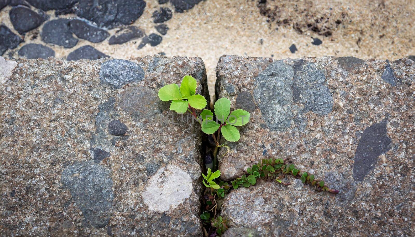 Plant growing from crack in asphalt