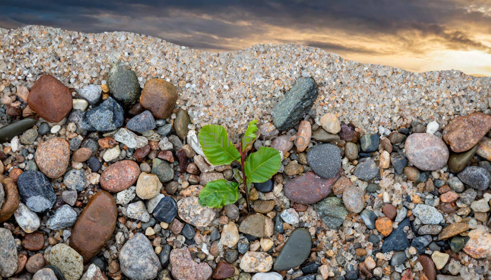 Plant growing from crack in asphalt