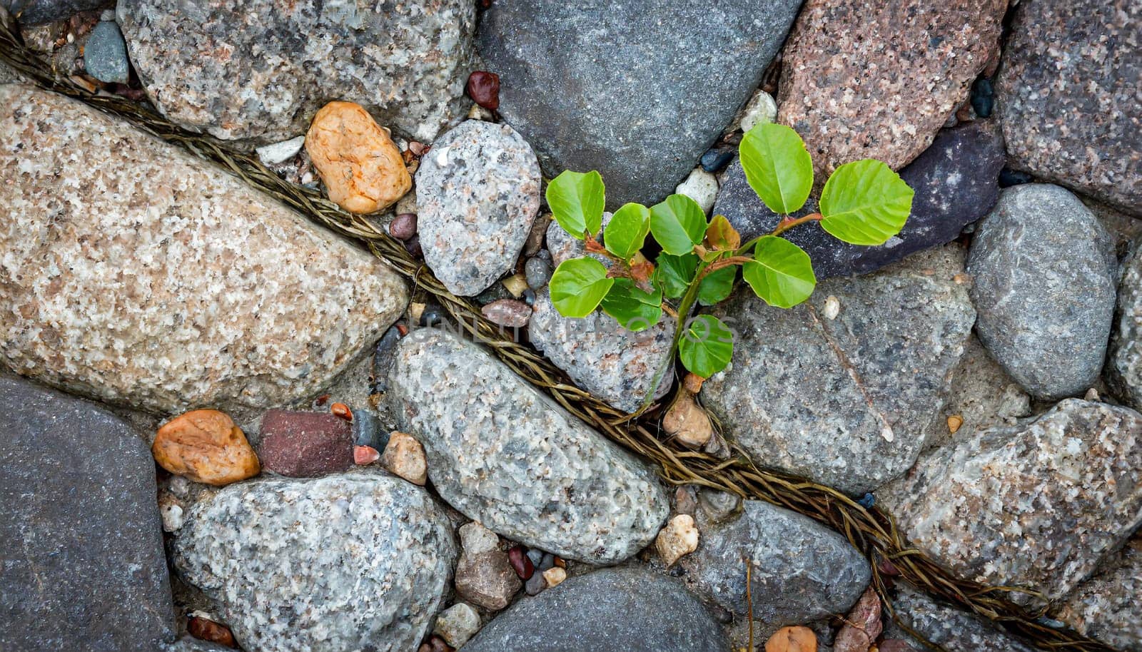 Plant growing from crack in asphalt