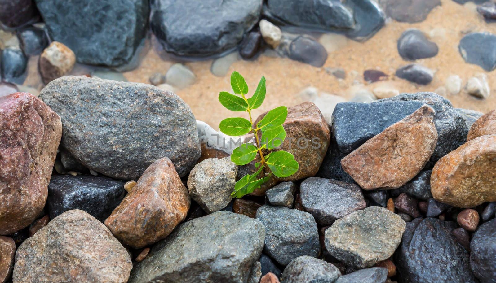 Plant growing from crack in asphalt