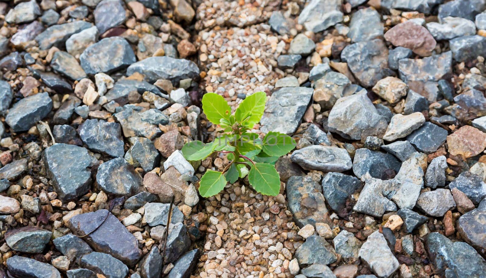 Plant growing from crack in asphalt