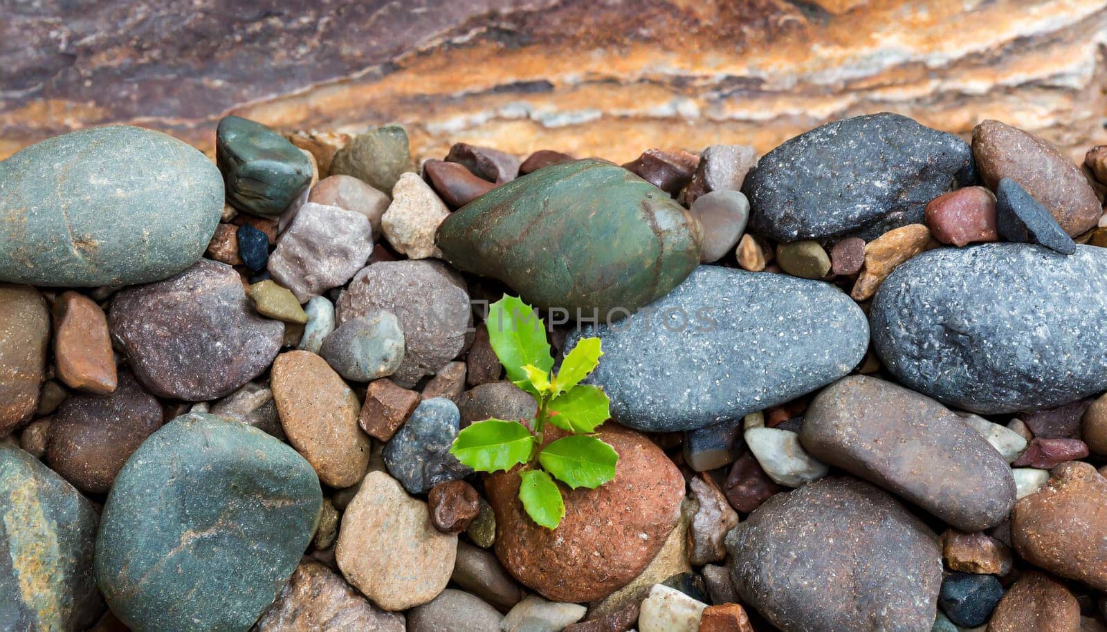 Plant growing from crack in asphalt