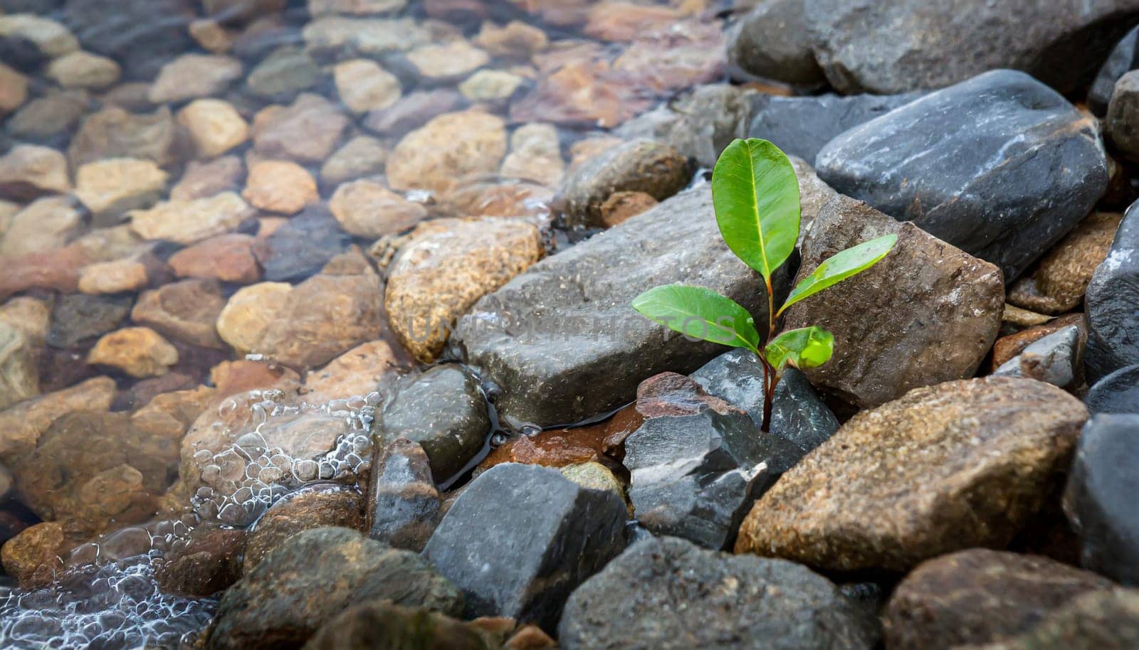 Plant growing from crack in asphalt