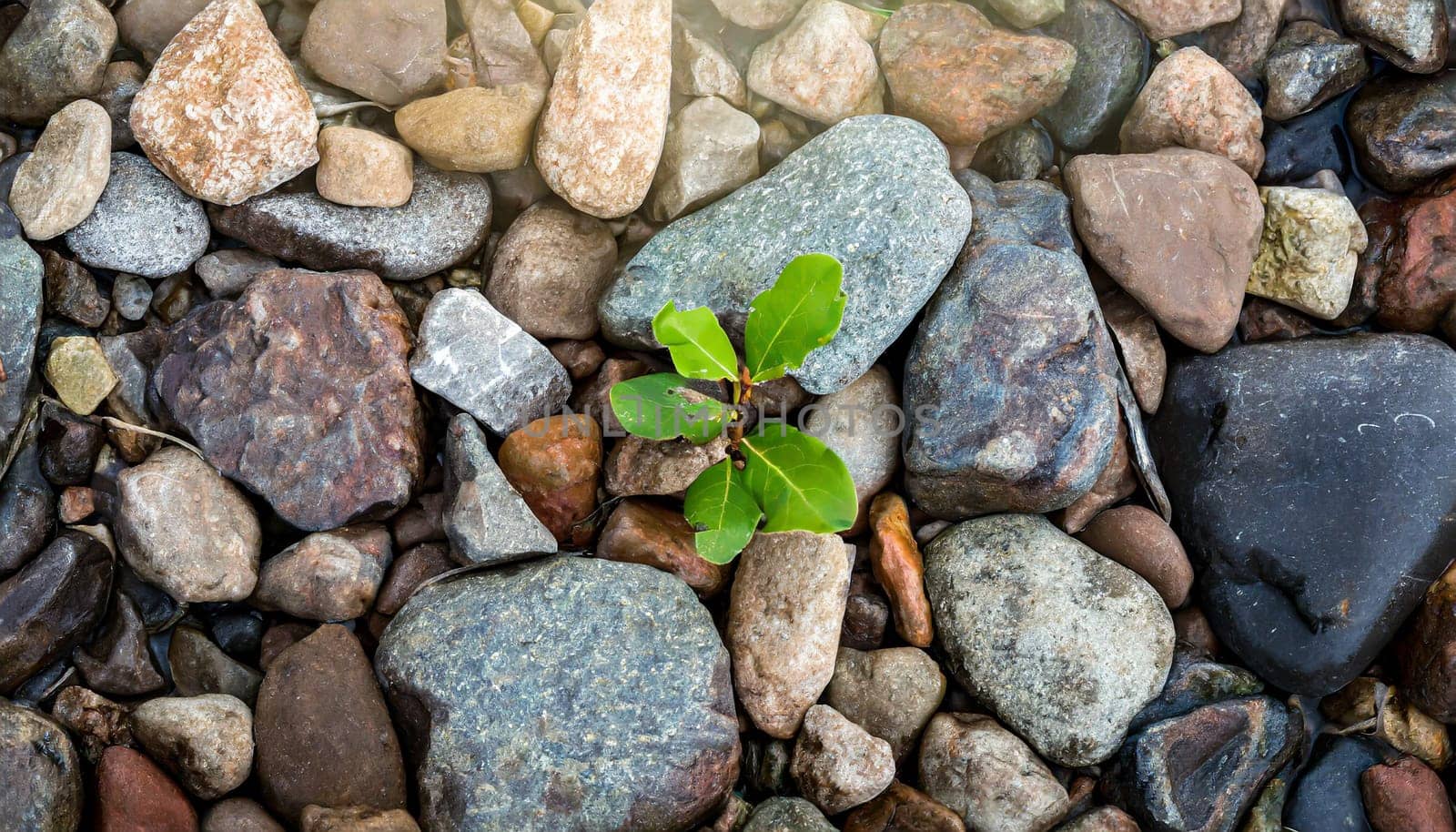 Plant growing from crack in asphalt