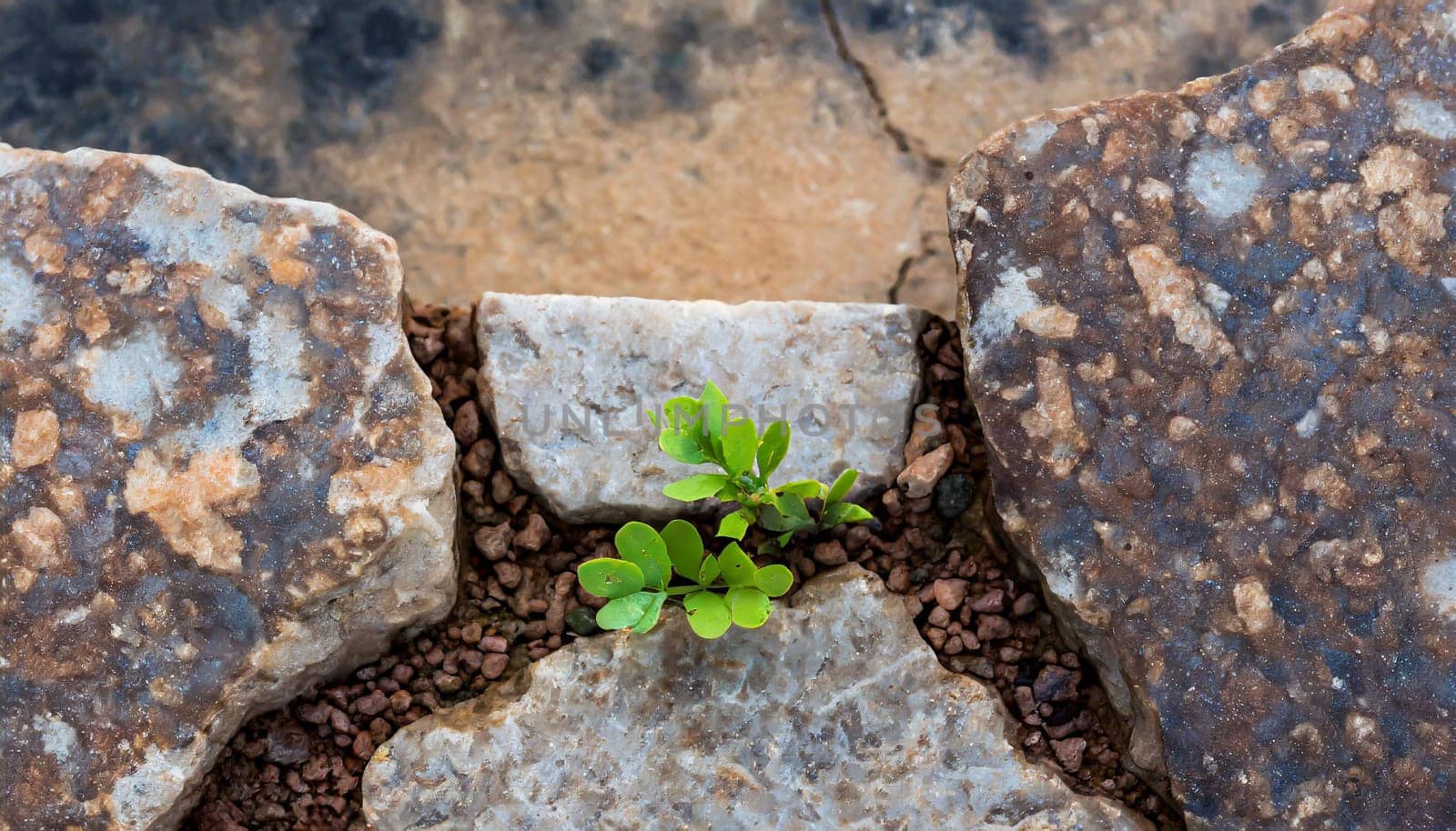Plant growing from crack in asphalt
