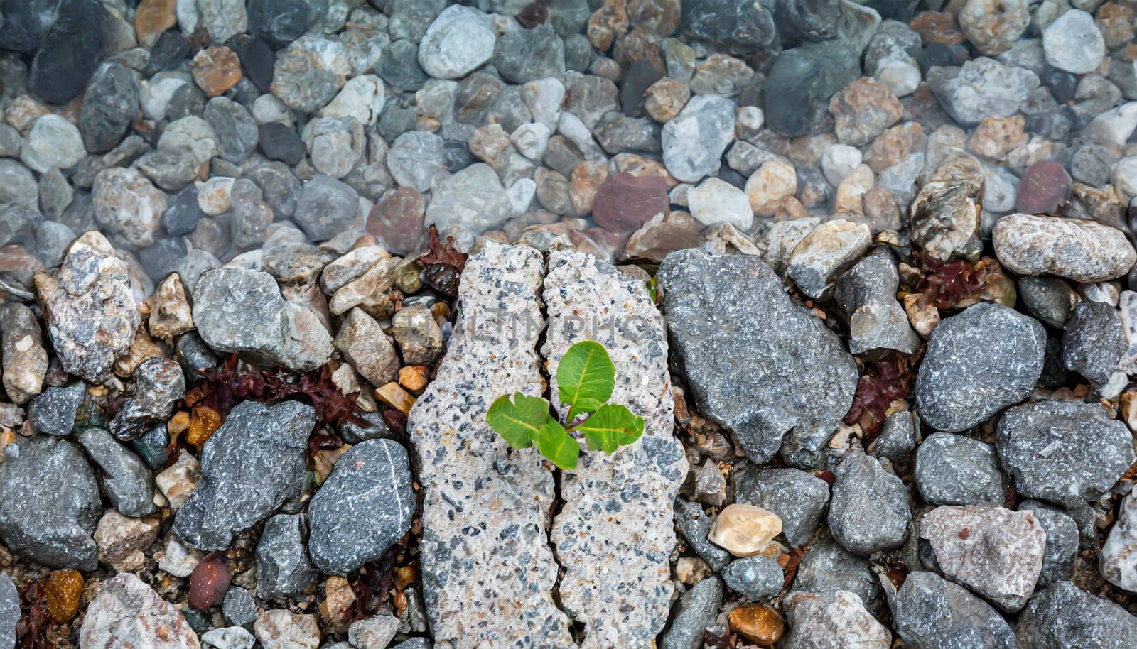 Plant growing from crack in asphalt