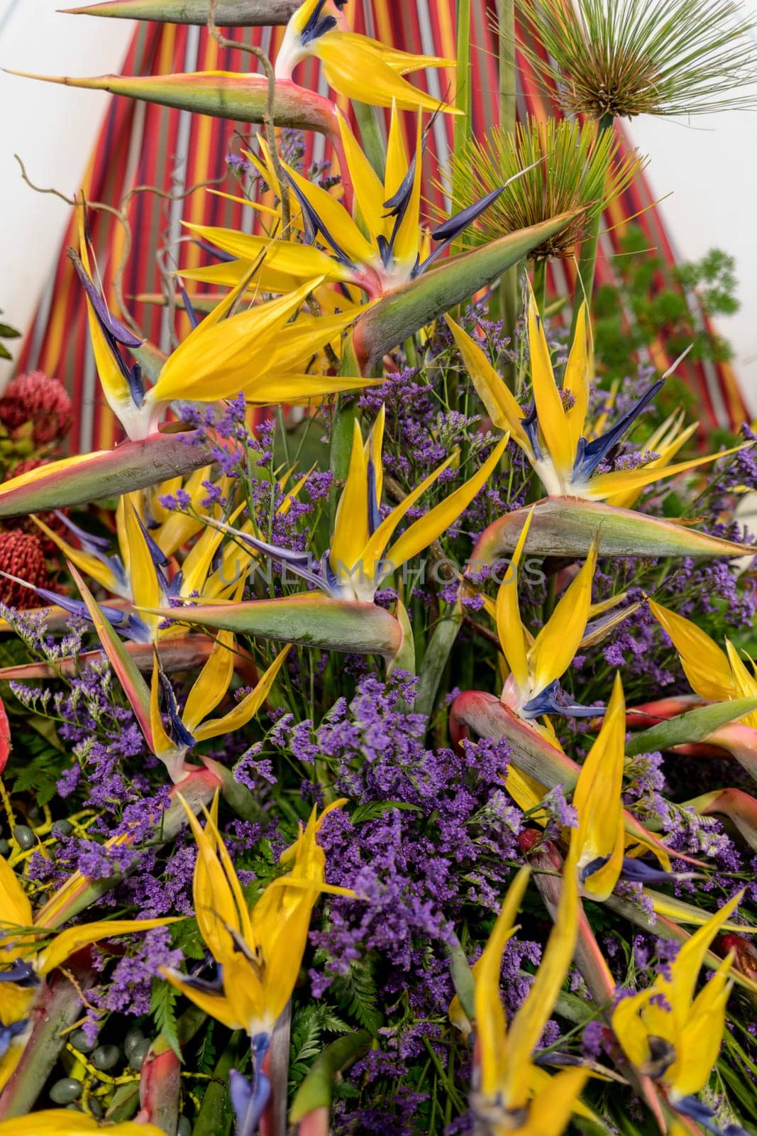 Tropical flower strelitzia or bird of paradise on Madeira Island,  Portugal.