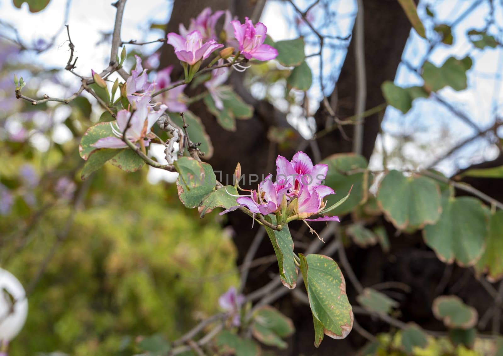 Bauhinia purpurea flower is blooming like butterfly with leaves in the park