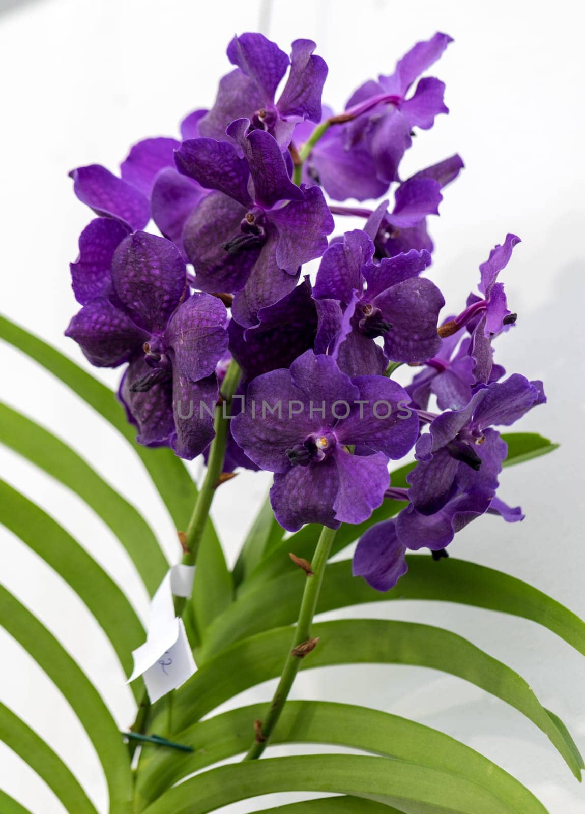 Close up of beauty purple orchid flower
