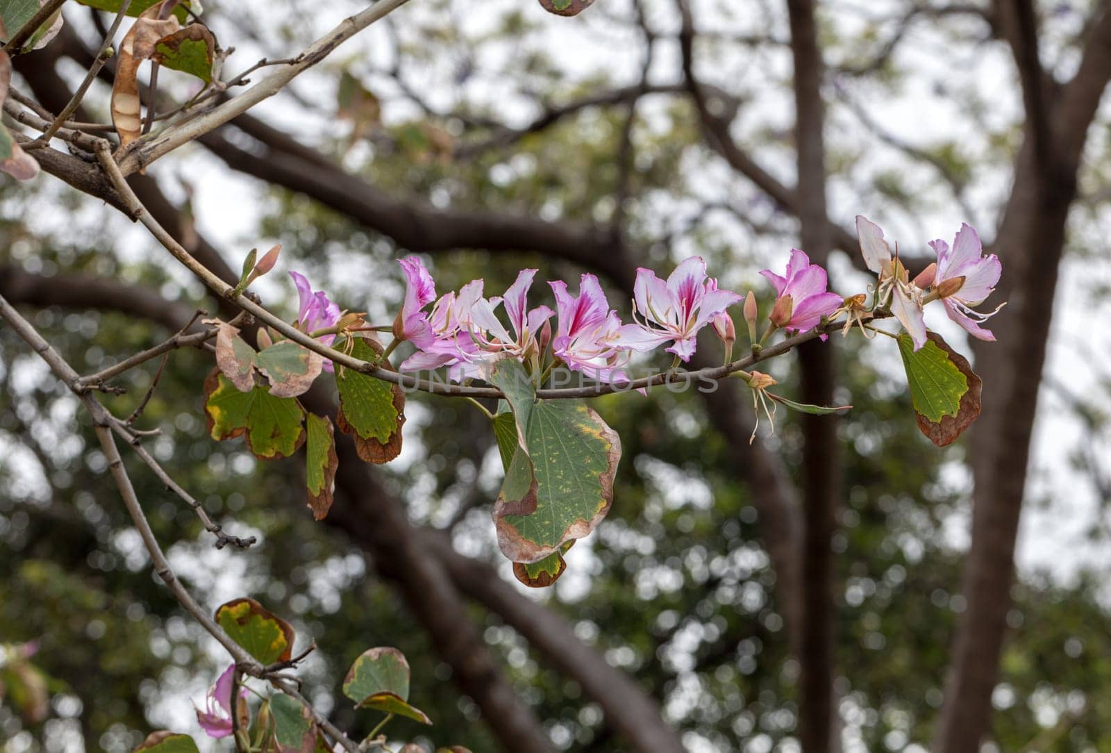 Bauhinia purpurea flower is blooming like butterfly with leaves in the park