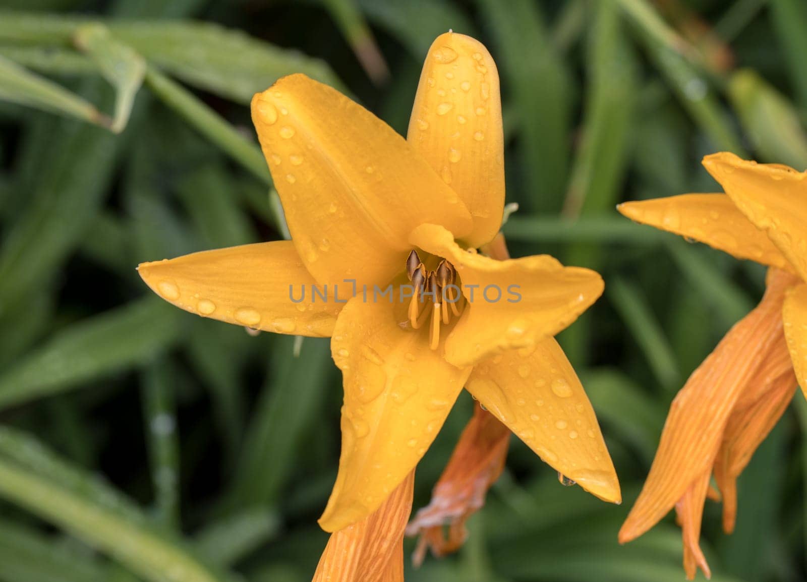 Hemerocallis middendorffii flower . Hemerocallis middendorffii, Amur daylily, is a plant species in the subfamily Hemerocallidoideae of the family Asphodelaceae of the order Asparagales