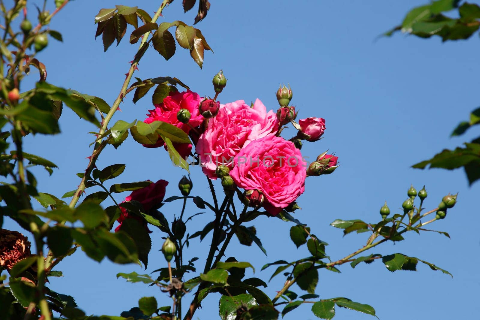 Rosa Kletterosen, Blauer Himmel, Deutschland