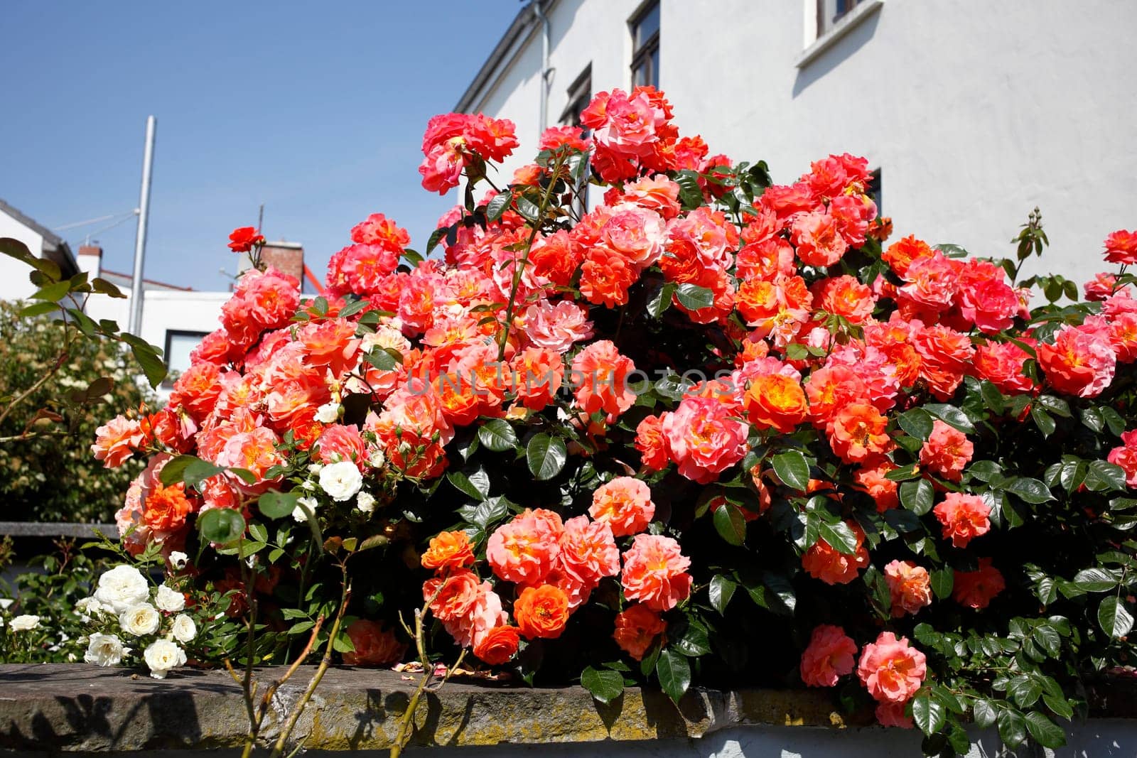 Rote Rosenauf einer Mauer, Closeup, Blumen,  Deutschland