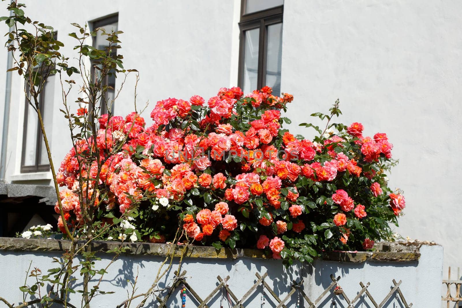 Rote Rosenauf einer Mauer, Closeup, Blumen,  Deutschland