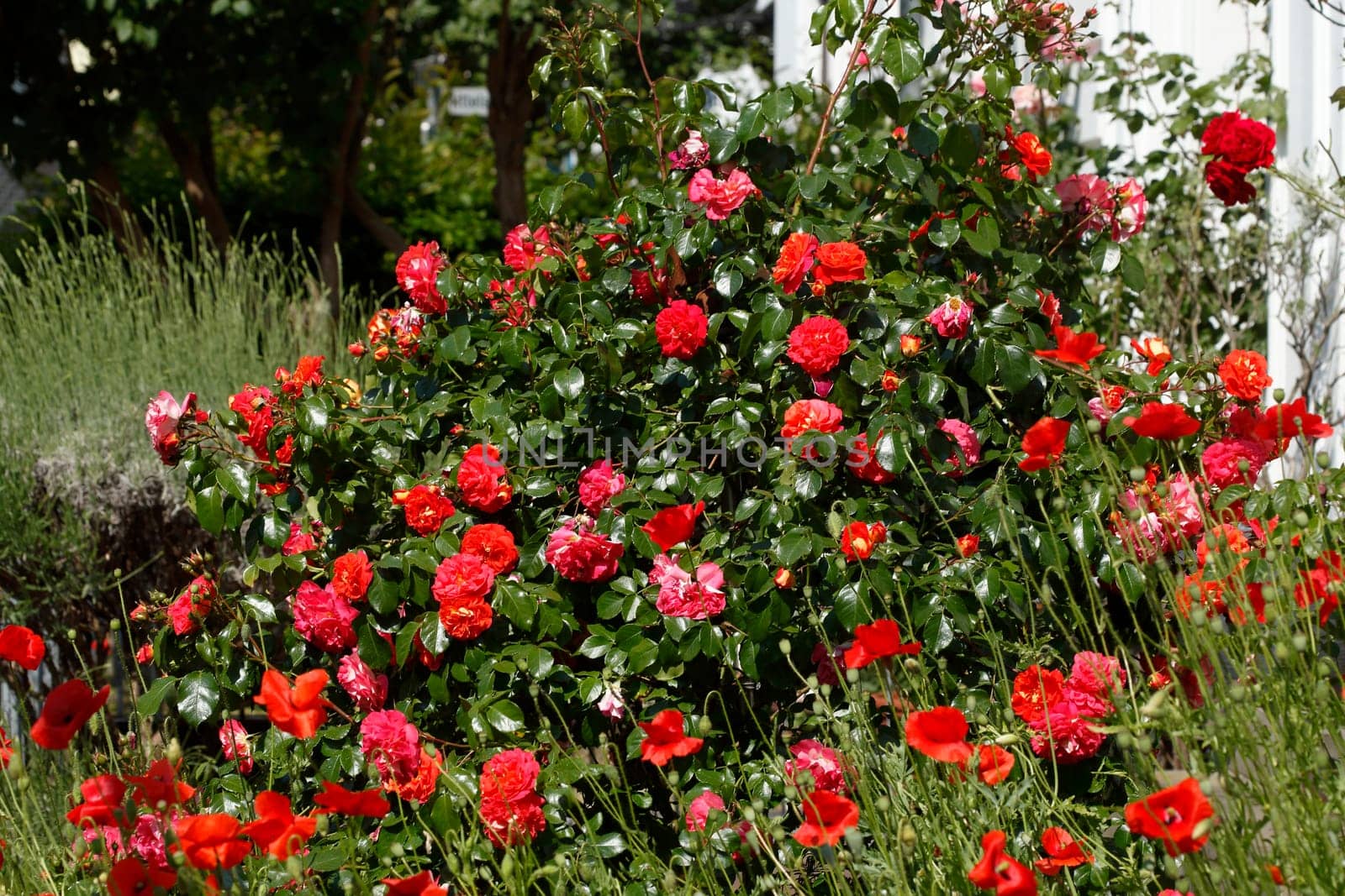 Rote Rosen in einem Vorgarten vor einem Hauseingang, Bremen, Deutschland